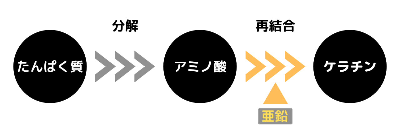 亜鉛の働き