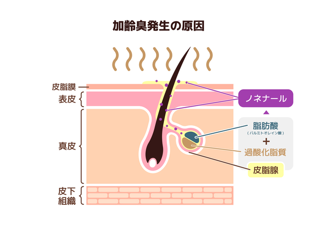 加齢臭発生の原因