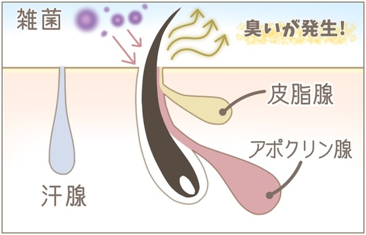 汗腺の説明