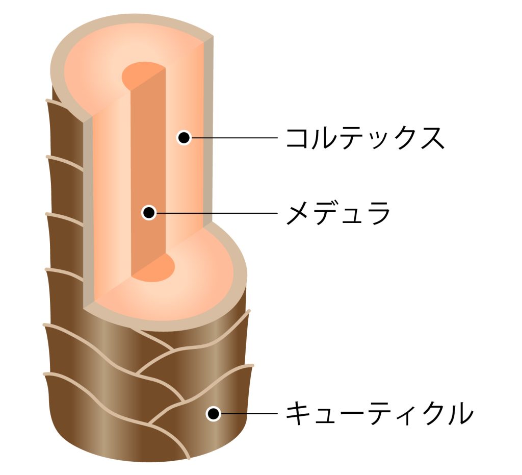 メデュラとコルテックスとキューティクル