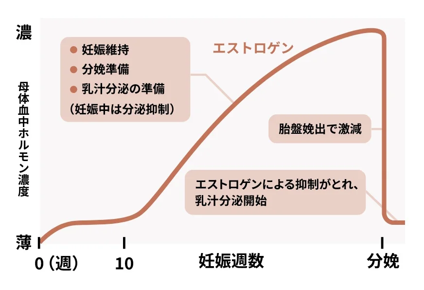 エストロゲンの分泌量