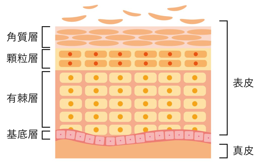 肌の4つの層
