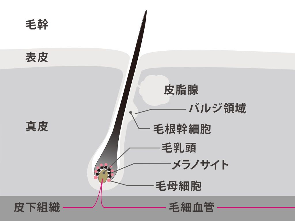 毛根の解説