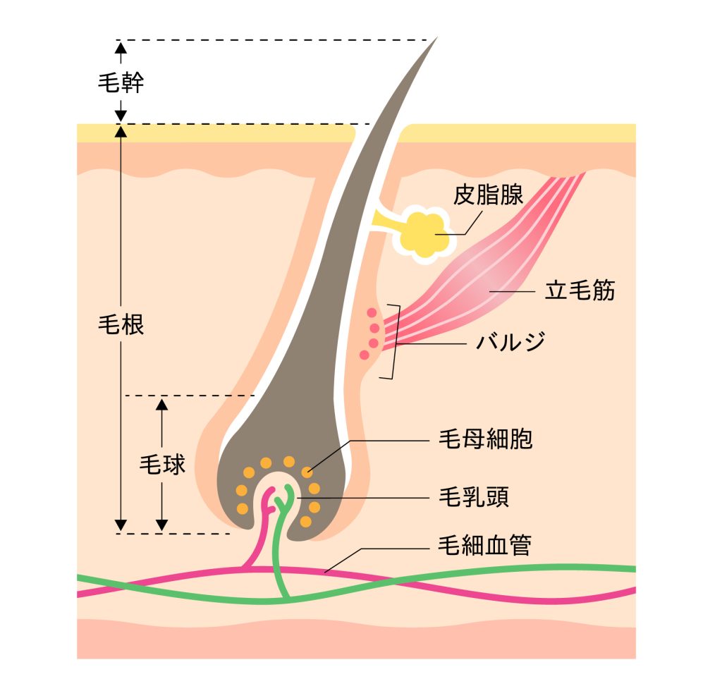 毛根の拡大図