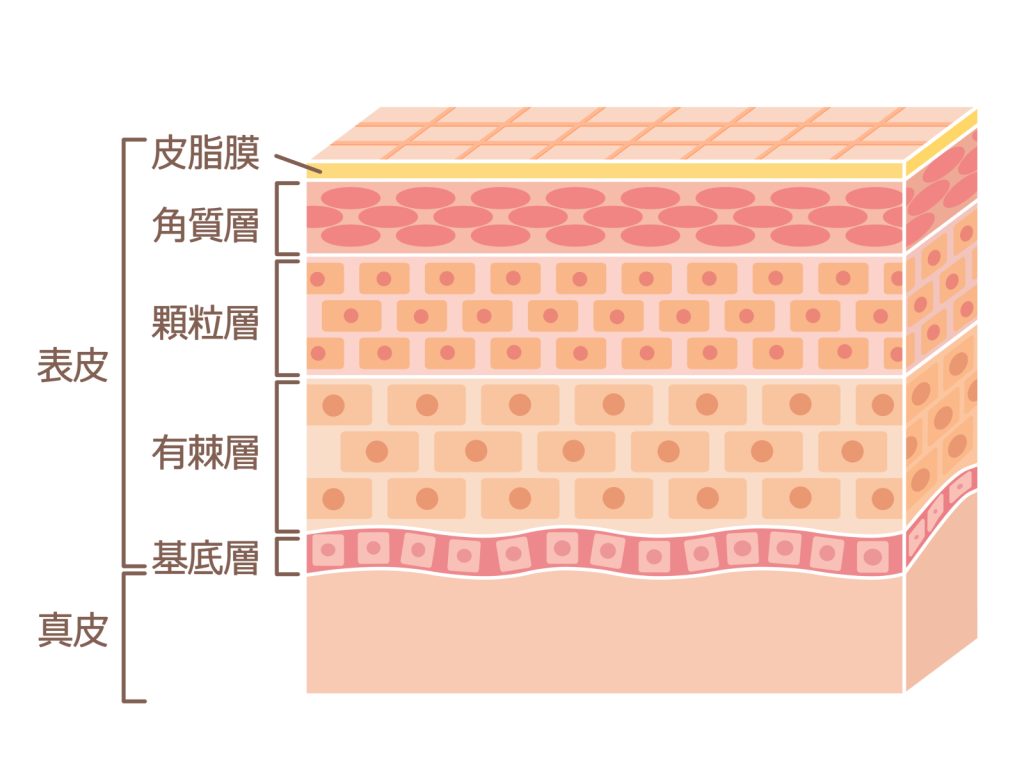 表皮と真皮